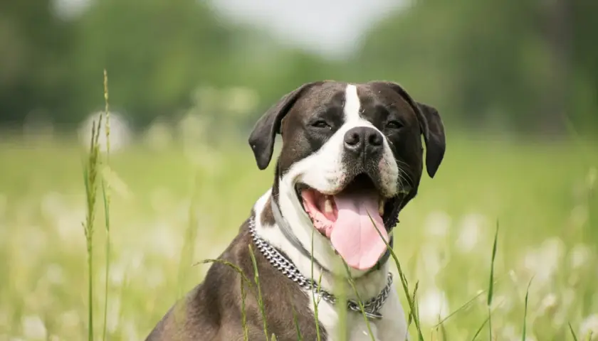 Un perro que no ladra, con su lengua rosada fuera, disfruta del campo verde.