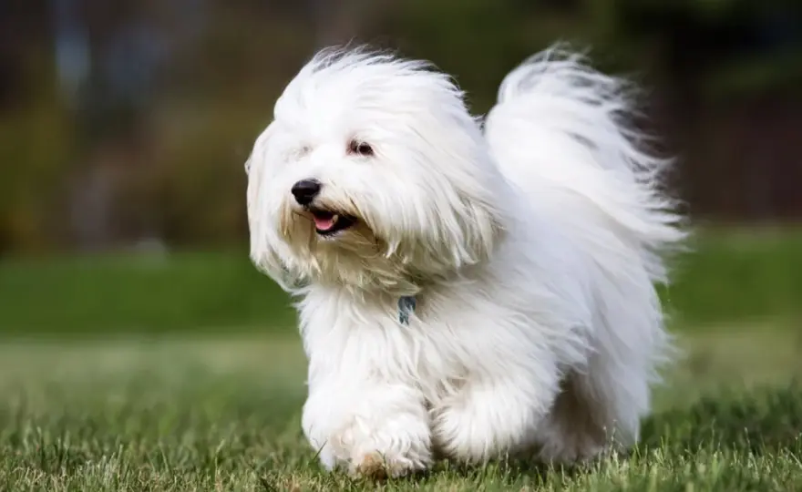 Cotón de Tuléar - ¿El perro perfecto para tu piso? Guía completa