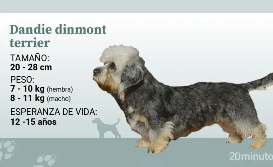Dandie Dinmont Terrier - ¿Es este perro para ti?