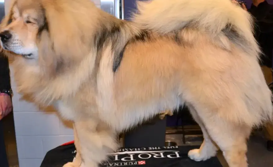 Mastín Tibetano - ¿Es el perro ideal para ti? Descúbrelo