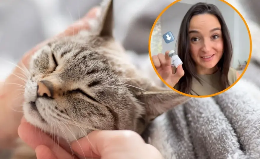Alergia a gatos - ¿Inmunoterapia es tu solución definitiva?