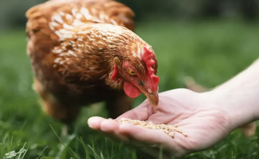 Gripe aviar en gallinas - Detecta y actúa a tiempo