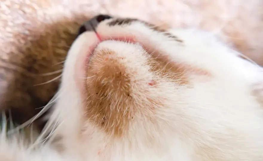 Acné felino - ¿Suciedad o problema de salud? Guía completa