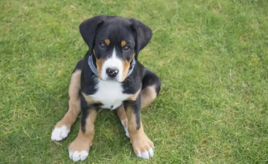 Boyero de Entlebuch - ¿Es el perro adecuado para ti?