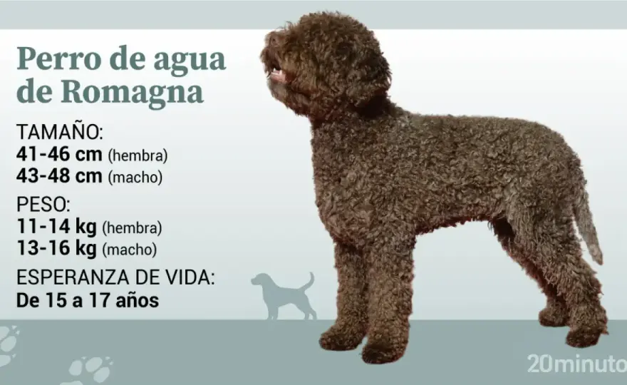 Lagotto Romagnolo - ¿Es el perro de trufa ideal para ti?