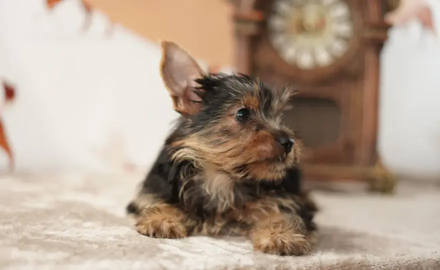 Fox Terrier Mini - ¿Qué es realmente? Guía completa