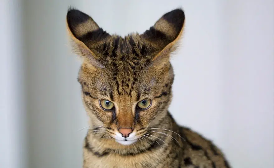 Gato Savannah - ¿Qué tamaño tiene realmente?