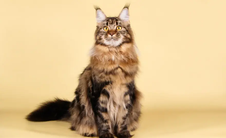 Maine Coon gigante - ¿Es el gato ideal para tu hogar?
