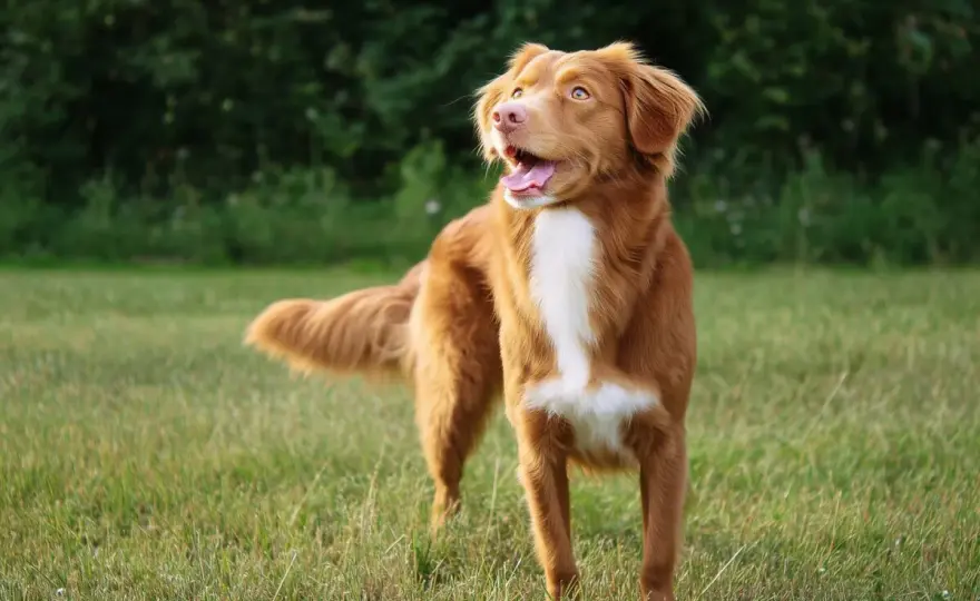 Perro cobrador de Nueva Escocia - ¿Es para ti? Guía completa