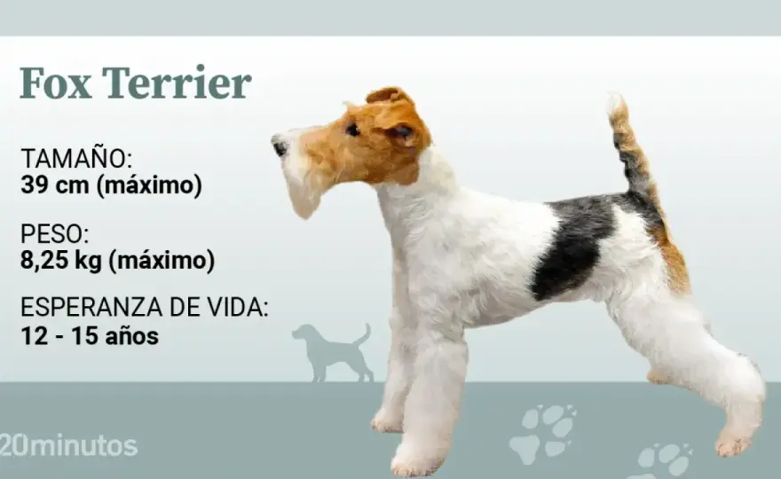 Fox Terrier de Pelo Duro - ¿Es el perro para ti?