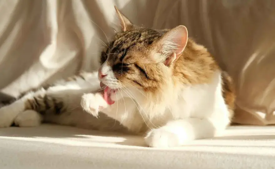 Bolas de pelo en gatos - Remedios caseros que sí funcionan