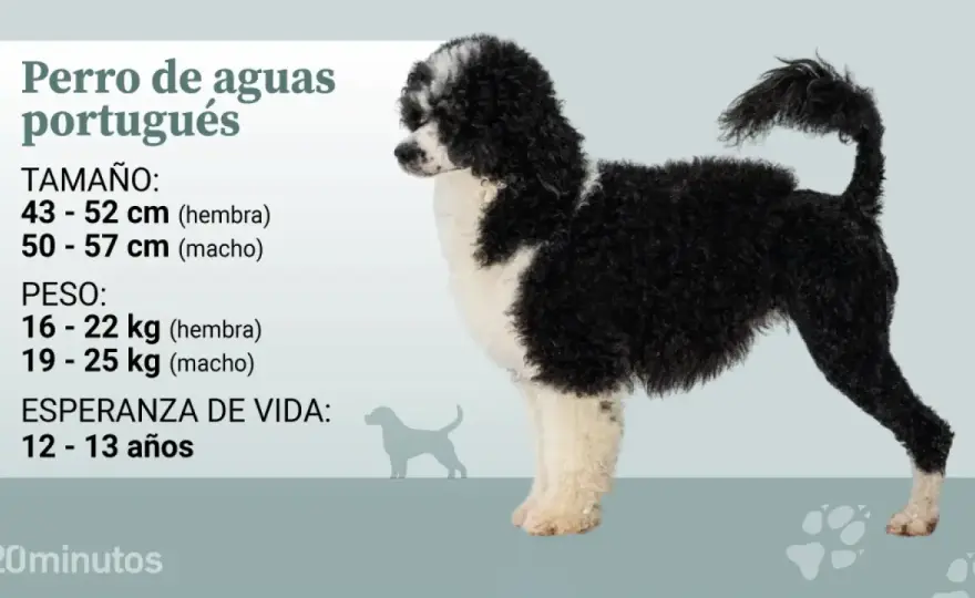 Perro de Agua Portugués - ¿Es para ti? Guía completa