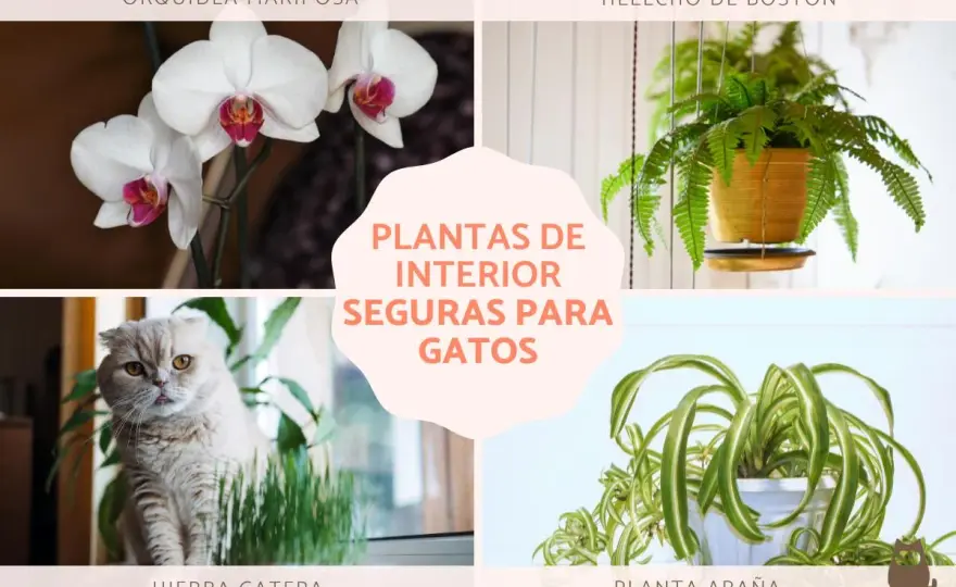 Plantas seguras para gatos - Guía fácil para un hogar verde