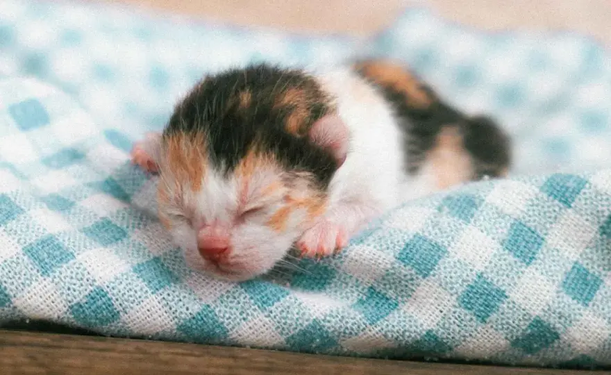 Gatito de 3 semanas - Guía completa de cuidados y alimentación