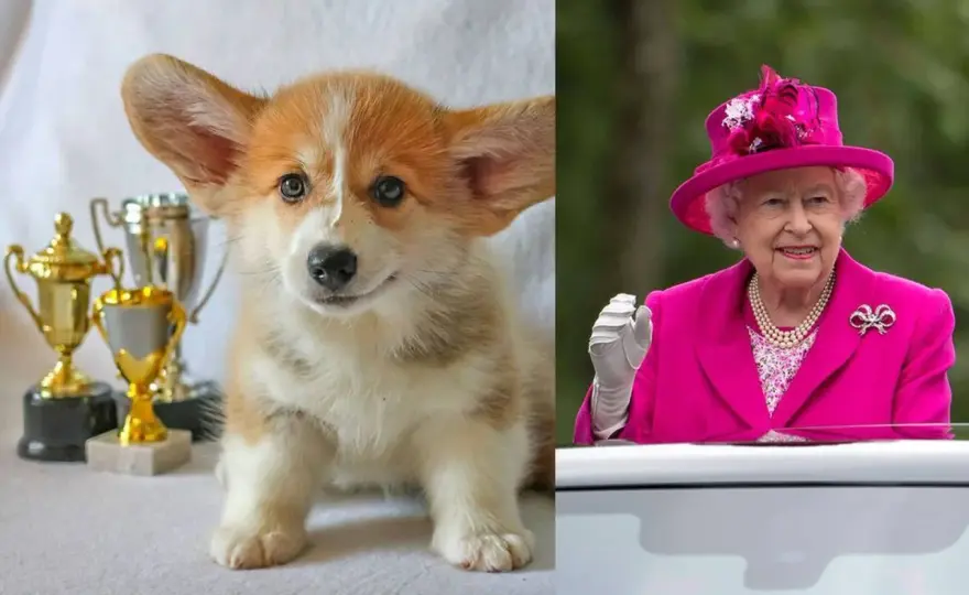 Corgi de la Reina - ¿Mito o realidad? Descubre su carácter