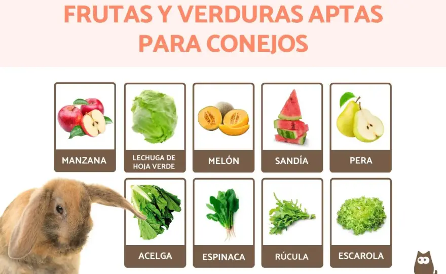 ¿Conejos y espinacas? La verdad para una dieta segura