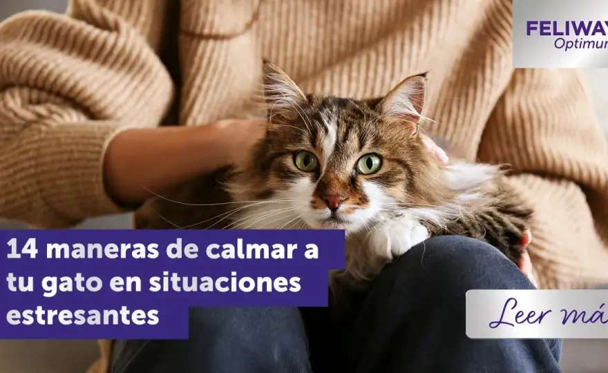 Cómo relajar a un gato - Guía definitiva para su calma