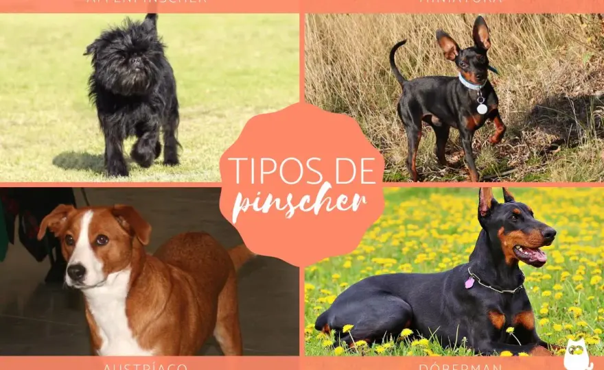 Pinscher Miniatura - Tipos Reales y Colores Estándar