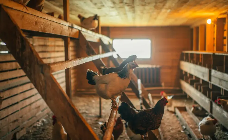 Cría de gallinas en casa - Guía esencial para principiantes