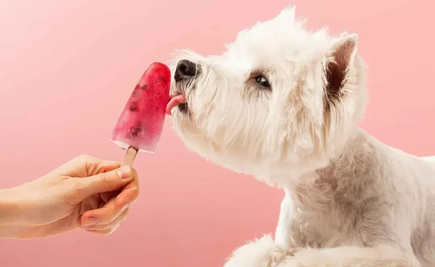 Helados caseros para perros - Recetas fáciles y seguras