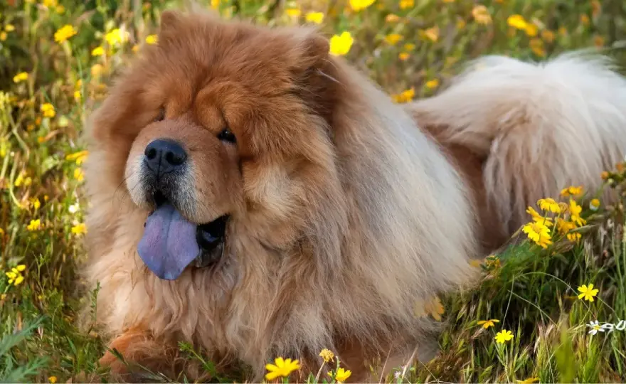Lengua azul en perros: ¿normal o alarma? Guía completa
