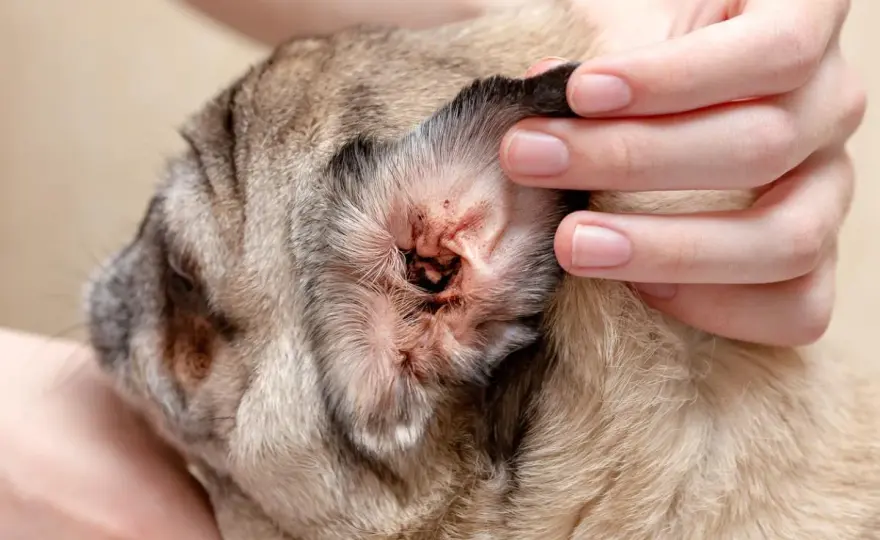 Sarna de oreja en perros - Síntomas, diagnóstico y tratamiento