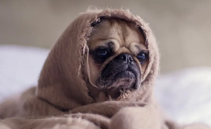 Mi perro tiene mocos - ¿Qué hacer y cuándo ir al veterinario?