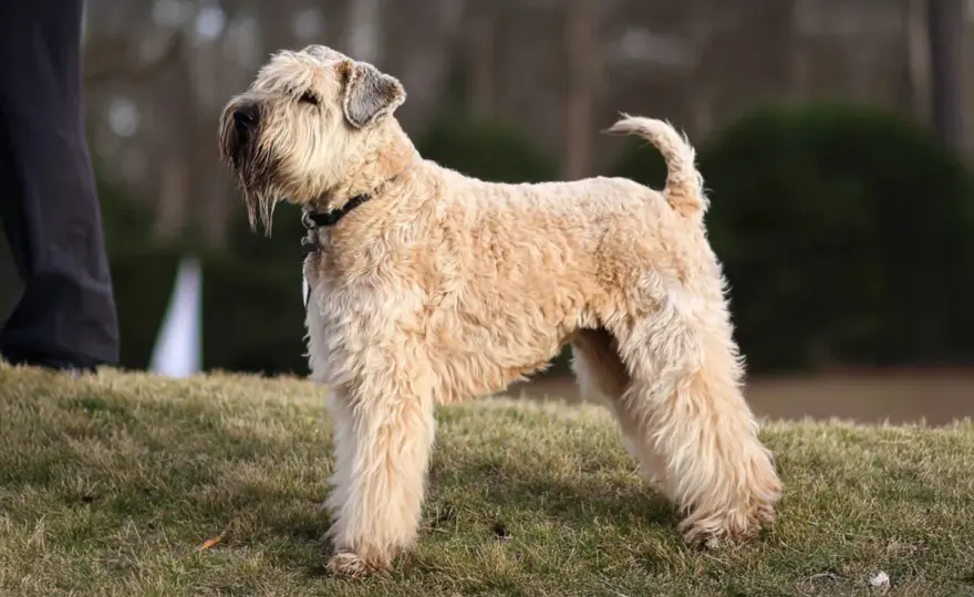 Terrier de trigo - ¿Es para ti? Guía completa