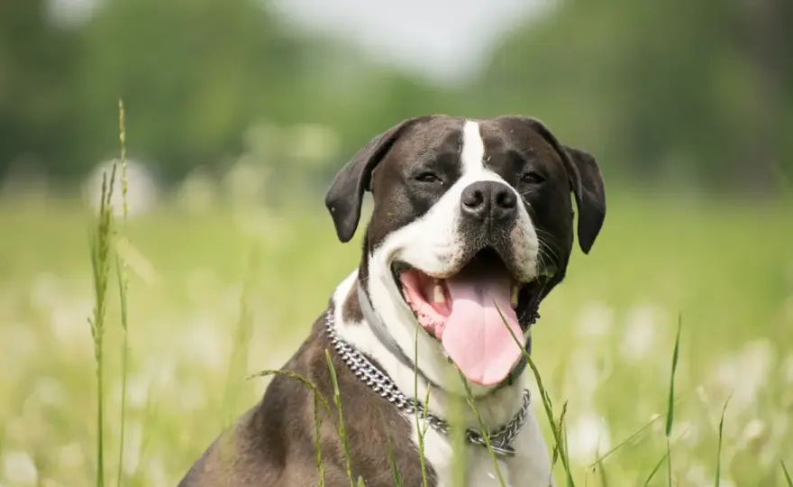 Perros tranquilos que ladran poco - Guía para elegir tu compañero