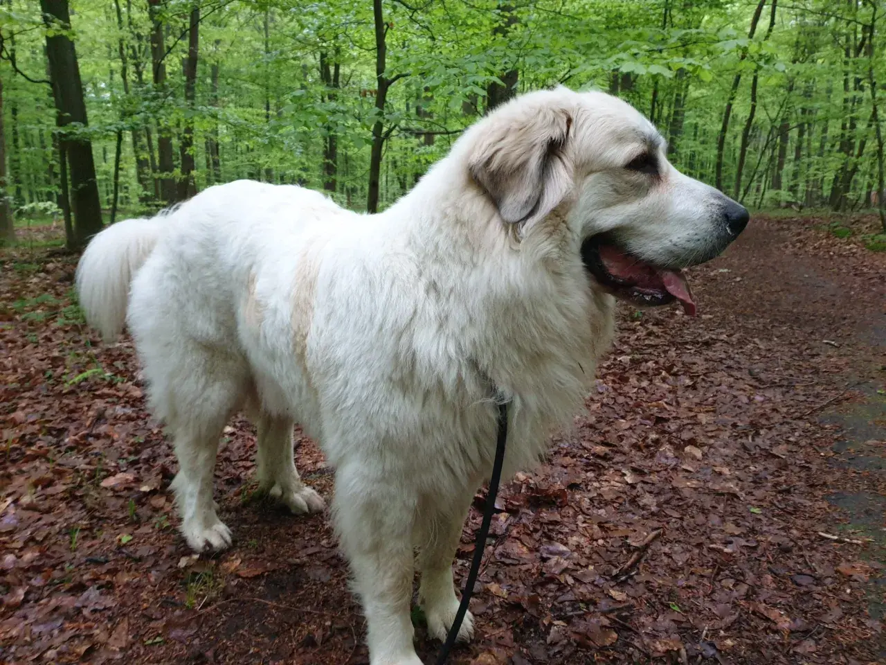 Majestuoso mastín del Pirineo, con su pelaje blanco y denso, pasea por un sendero boscoso cubierto de hojas secas.