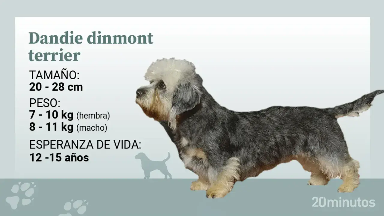 Un perro dandie dinmont terrier, con su distintivo copete blanco y pelaje gris y canela, posa junto a información sobre su tamaño y peso.