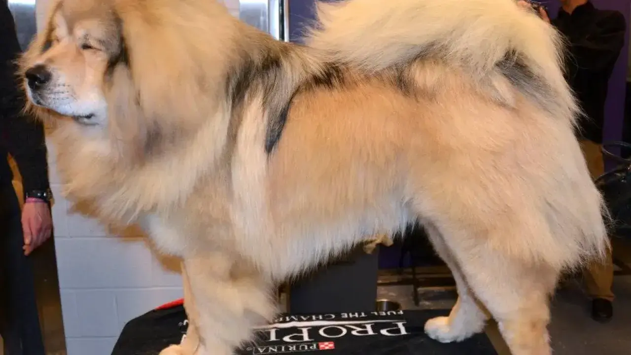 Majestuoso dogo del Tíbet, con su denso pelaje dorado y manchas oscuras, posa con orgullo.