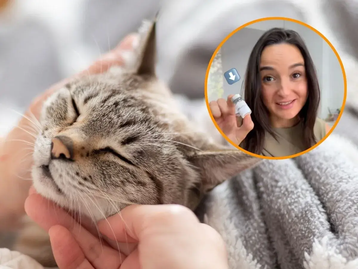 Gato relajado mientras una mujer muestra una vacuna para la alergia a gatos.