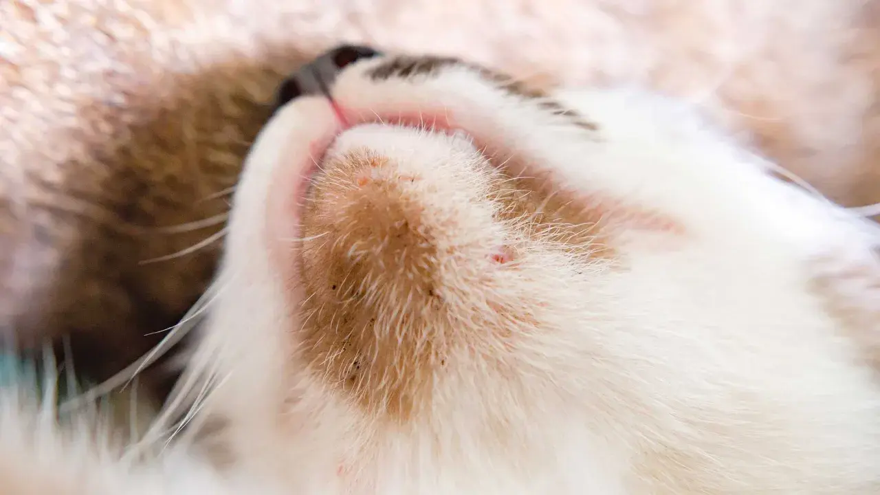 Primer plano del mentón de un gato con pequeños puntos rojos y negros, indicativos de acné en gatos.