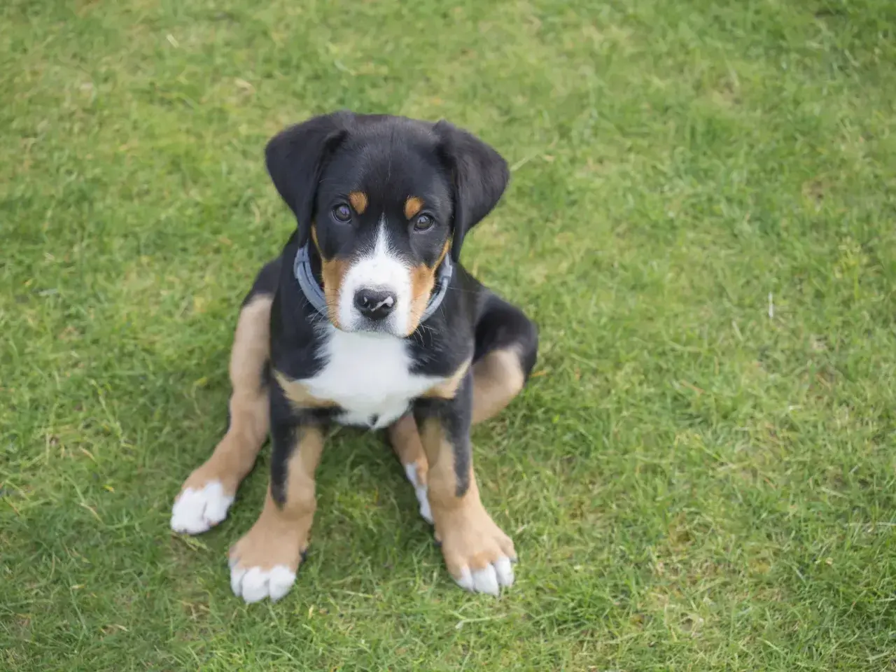 Un cachorro de boyero de Entlebuch, con su pelaje tricolor y ojos curiosos, sentado en la hierba verde.