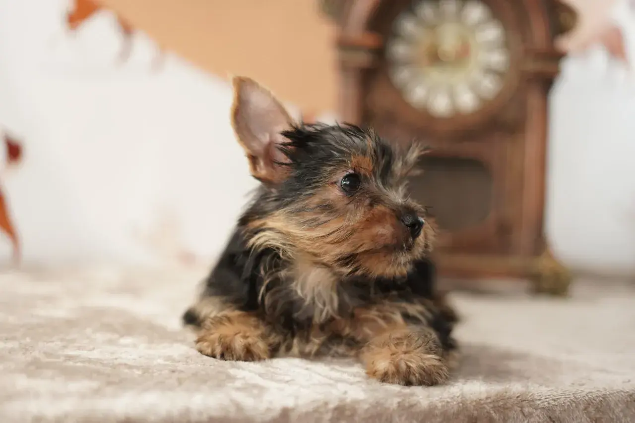 Un adorable cachorro fox terrier mini, con su pelaje oscuro y dorado, descansa sobre una manta suave.