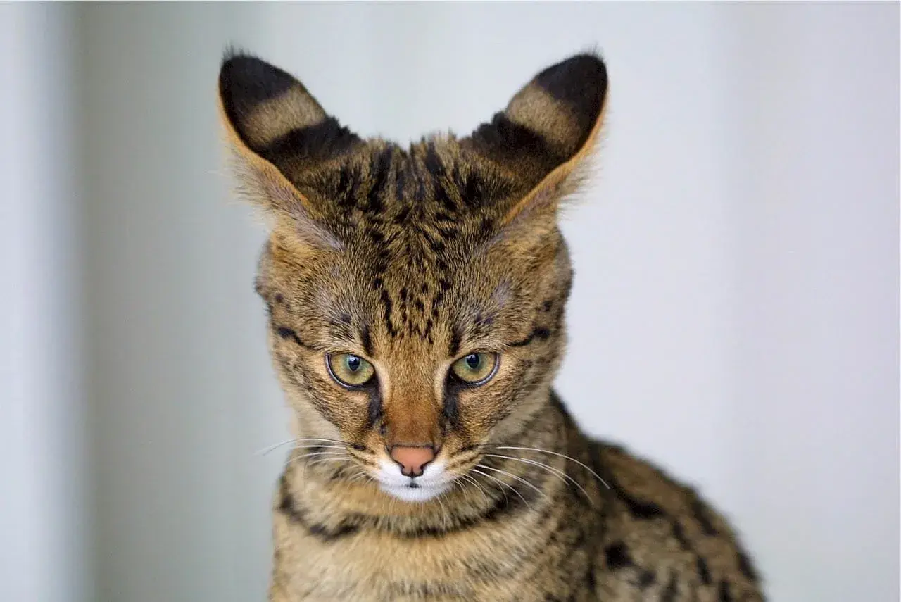 Gato Savannah de tamaño impresionante, con orejas grandes y atigradas, y ojos verdes penetrantes.