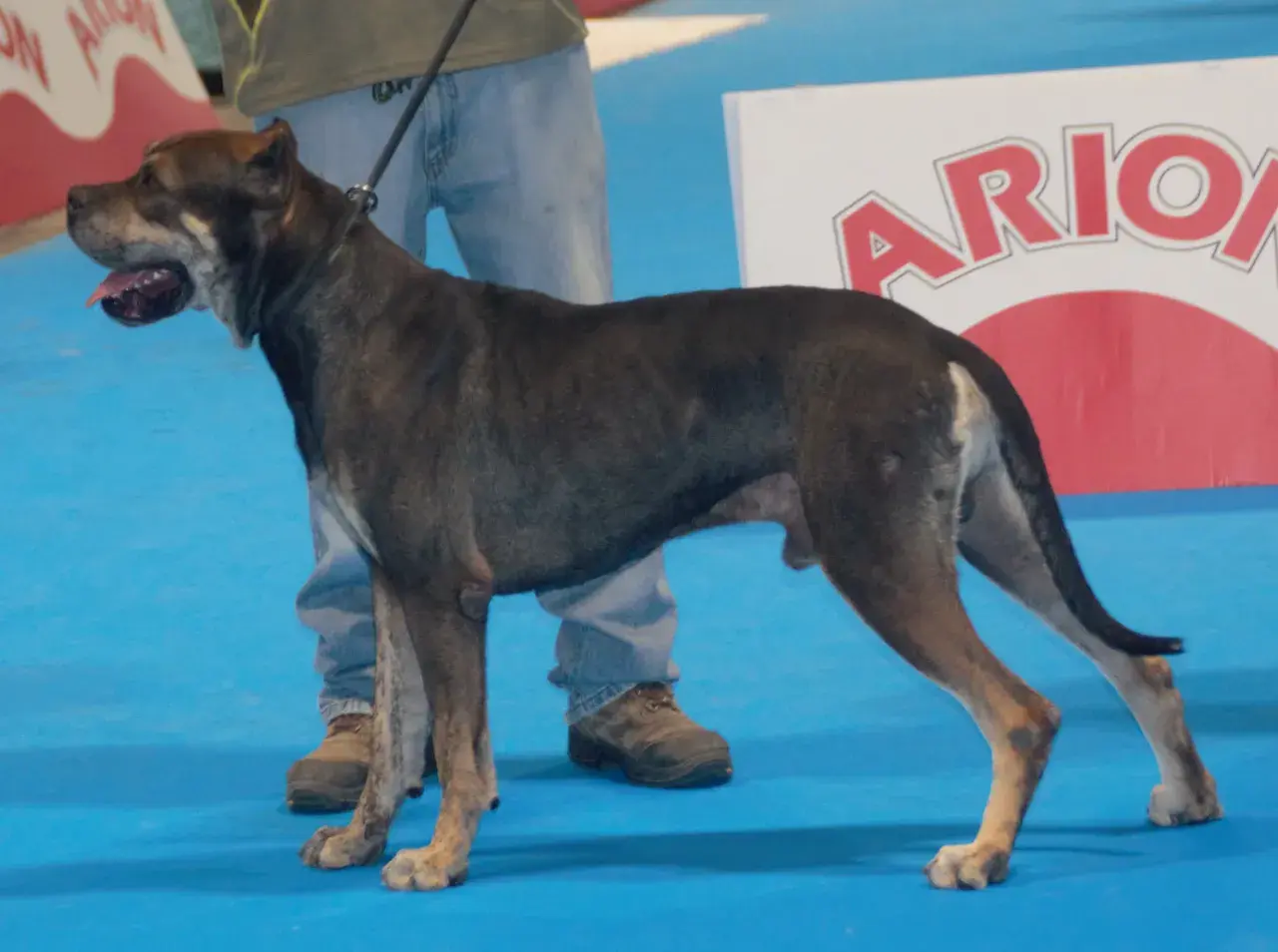 Un alano español con orejas, de pie sobre una alfombra azul, con su dueño a su lado.