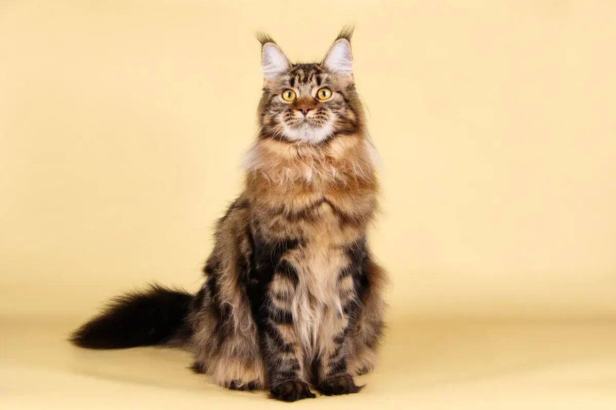 Majestuoso maine coon gigante, con su pelaje atigrado y ojos dorados, posa con elegancia sobre fondo amarillo.
