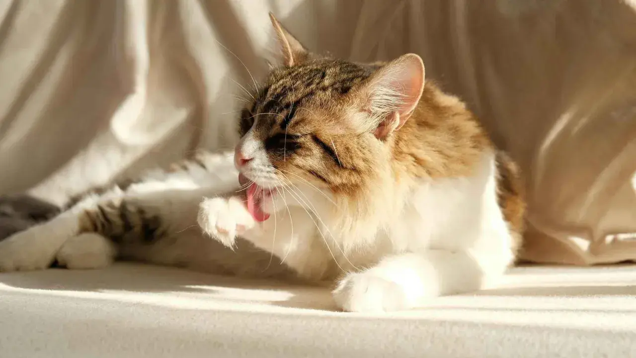 Gato atigrado blanco y marrón se lame la pata, buscando remedios caseros para eliminar bolas de pelo en gatos.