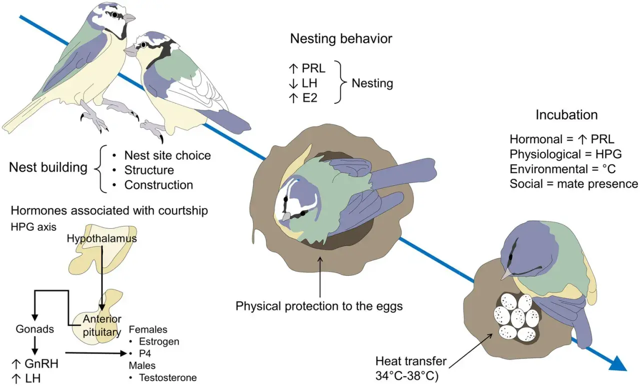 Ilustración que detalla cómo se reproducen los pájaros: construcción del nido, hormonas, anidación, incubación y protección de los huevos.