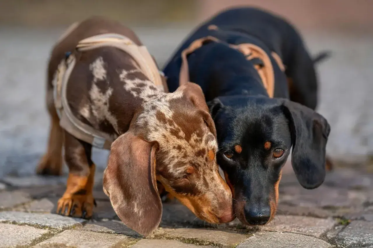 Dos perros salchicha teckel, uno atigrado y otro negro, se saludan con sus hocicos.