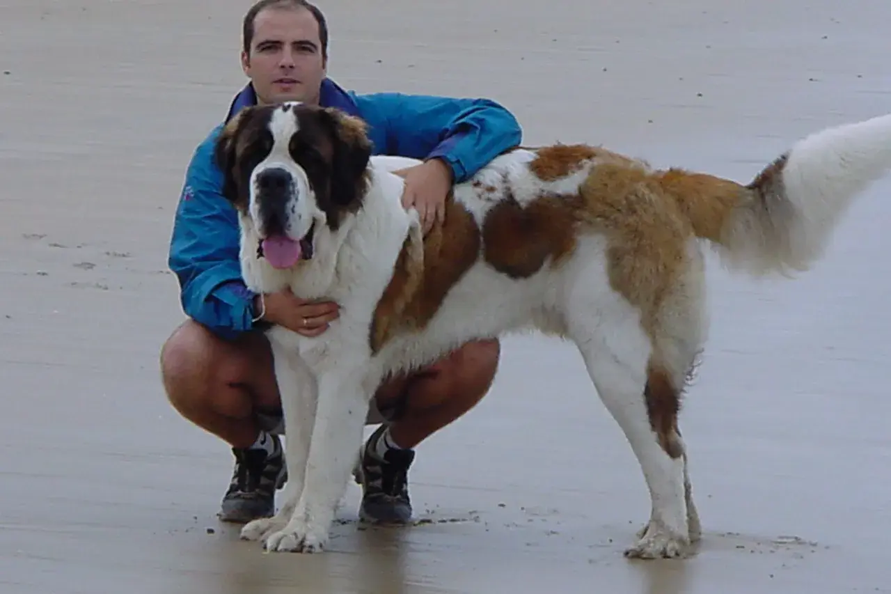 Hombre agachado con un san bernardo gigante en la playa.