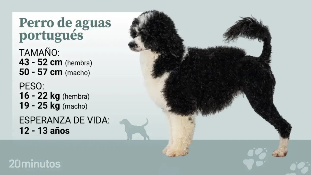 Perro de aguas portugués, un can de pelaje rizado blanco y negro, con información sobre su tamaño, peso y esperanza de vida.