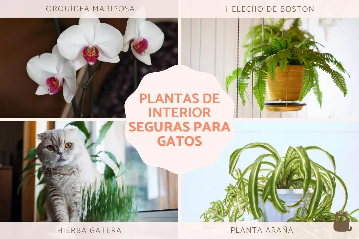 Orquídea mariposa, helecho de Boston, hierba gatera y planta araña: fotos de plantas no tóxicas para gatos.