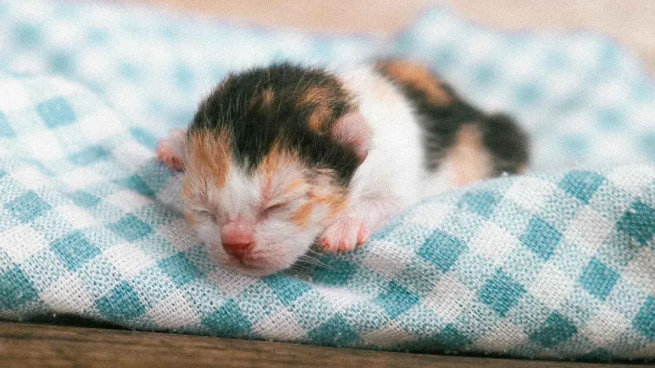 Un tierno gato de 3 semanas, con pelaje tricolor, duerme plácidamente sobre una manta a cuadros.