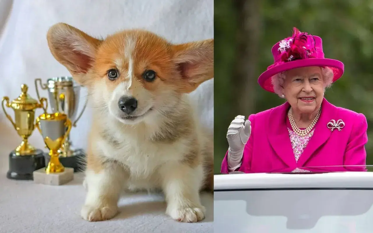 Un tierno cachorro corgi con trofeos y la Reina Isabel con su característico traje rosa.
