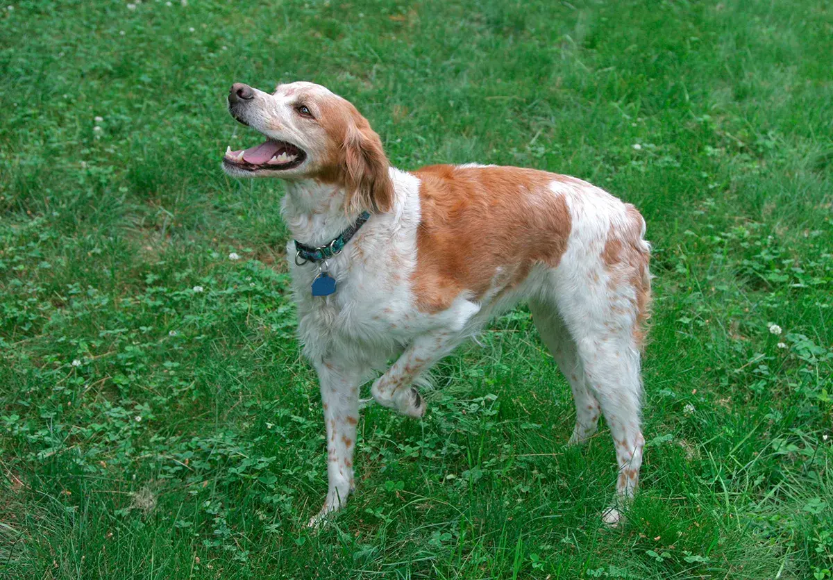 Un perro bretón marrón y blanco, con la boca abierta y una pata levantada, disfruta del césped verde.