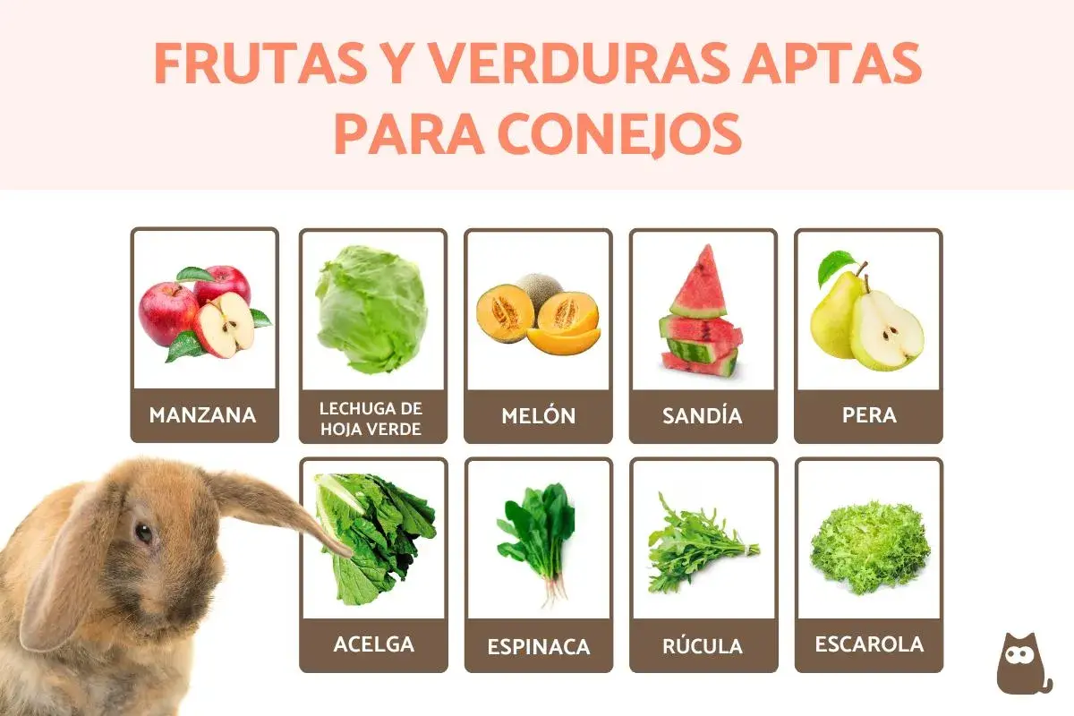 Un conejo adorable mira hacia unas espinacas, indicando que los conejos pueden comer espinacas, junto a otras frutas y verduras aptas.