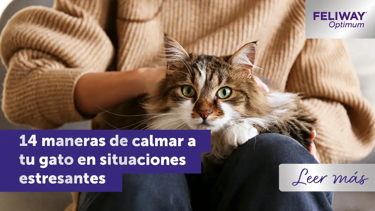 Un gato atigrado de pelo largo, con ojos verdes brillantes, descansa en el regazo de una persona. El texto indica "14 maneras de calmar a tu gato en situaciones estresantes".